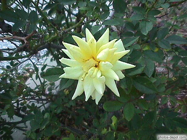 photo de fleur jaune