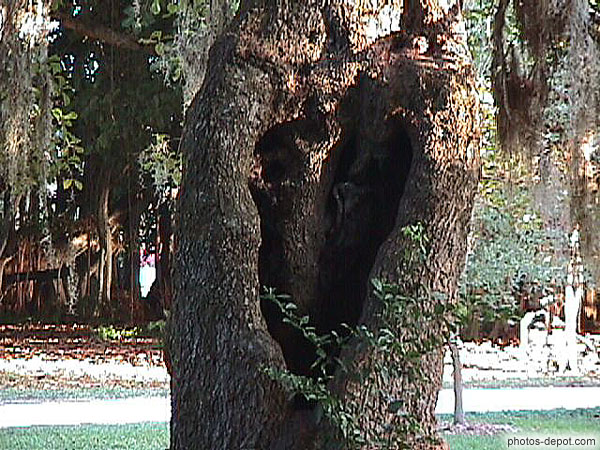 photo de trou dans tronc d'arbre