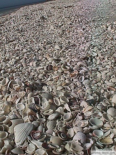 photo de plage de coquillages