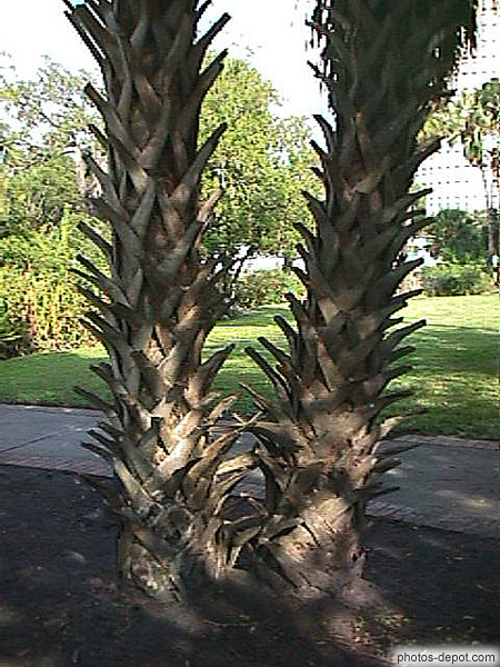 photo de tronc de palmier