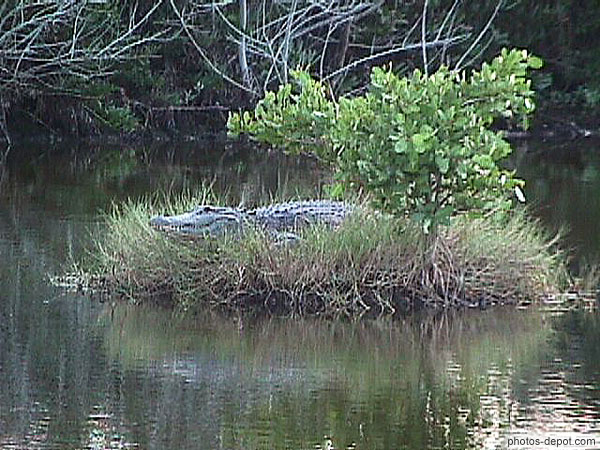 photo d'alligator sur son ile