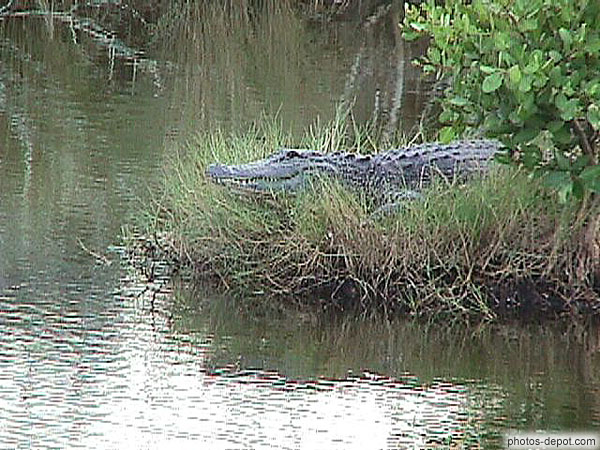 photo d'alligator