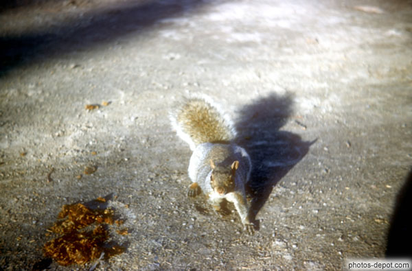 photo de écureuil au mont Royal
