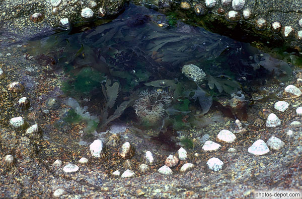 photo d'algues et coquillages sur la plage