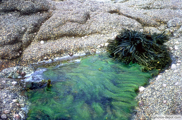photo d'algues et coquillages