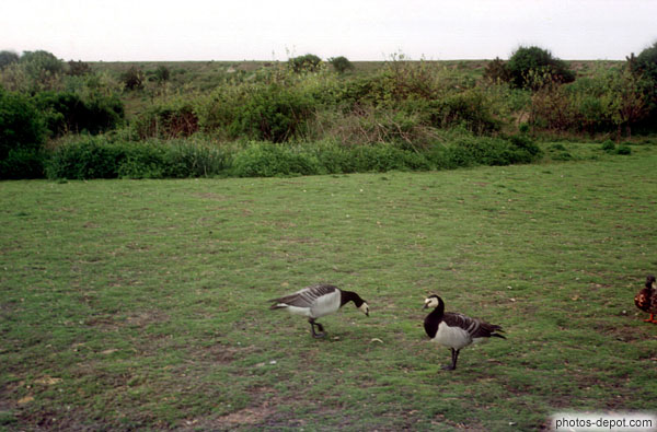 photo de canards dans le pré Réserve Zwyn