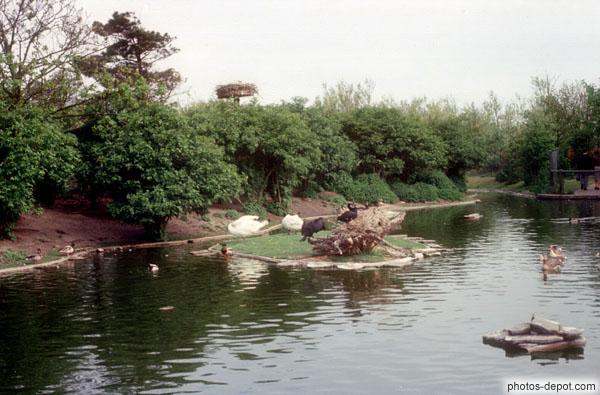 photo de canards dans l'étang Réserve Zwyn