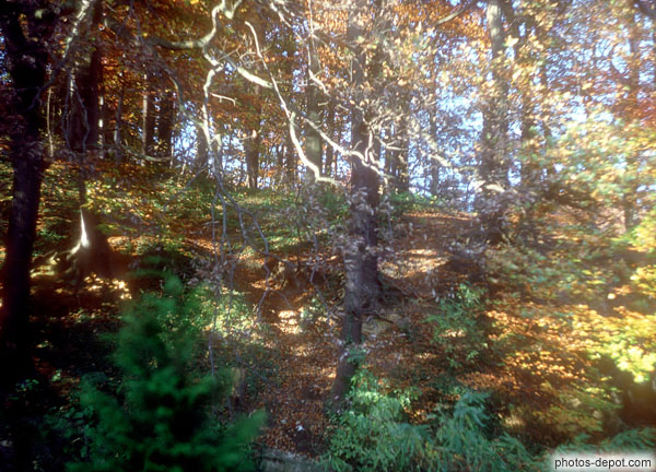 photo de forêt d'automne