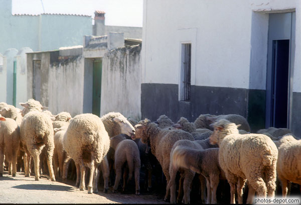 photo de moutons dans les rues