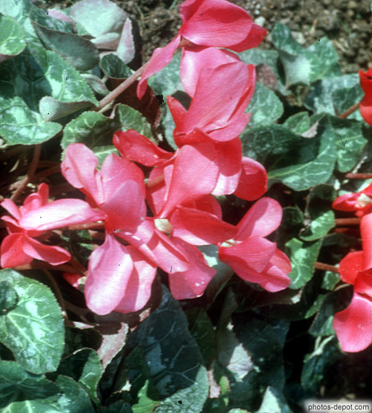 photo de fleurs rouges