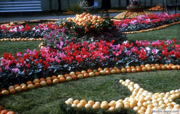 photo de jardin d'oranges