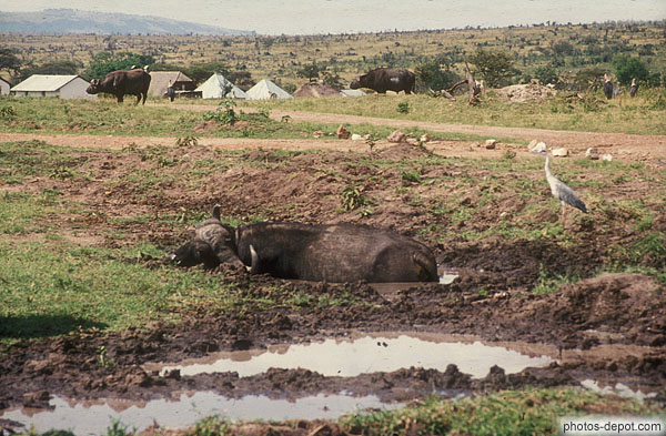 photo de buffle masai mara