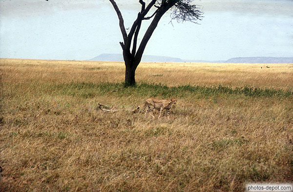 photo de guépard dans la savane