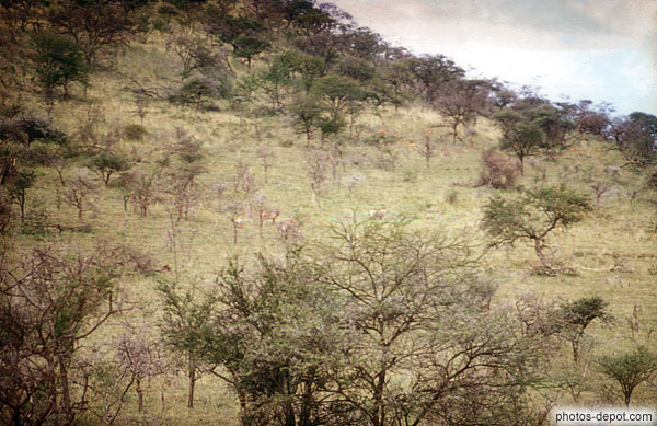 photo de savane Serengeti
