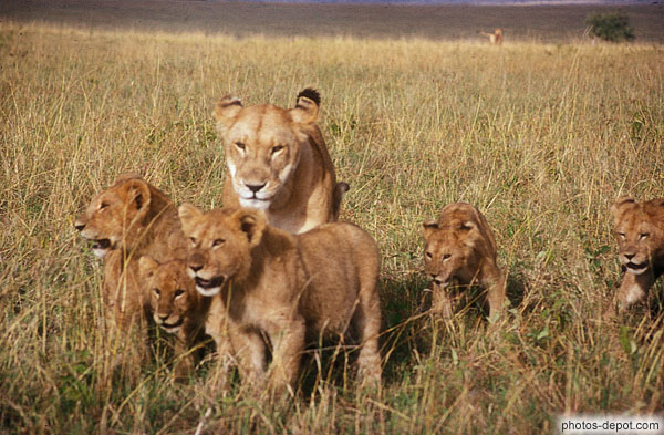 photo de famille de Lions Masai Mara