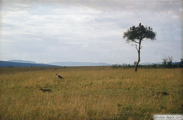 photo de Marabou serengeti