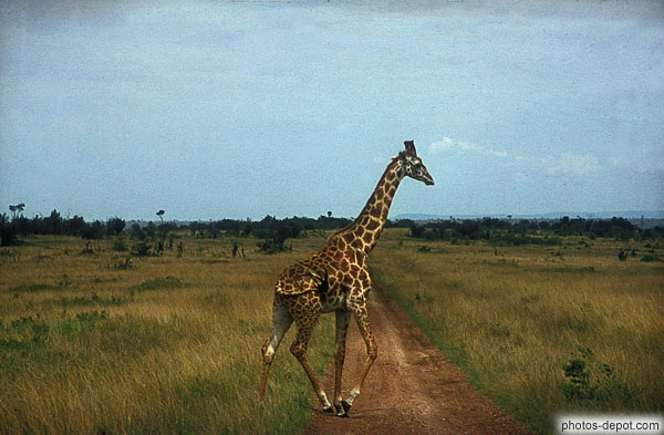 photo de girafe traversant la piste masai mara