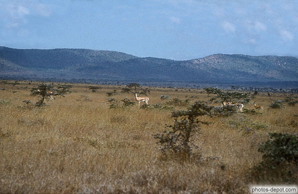 photo de grant gazelle masai mara