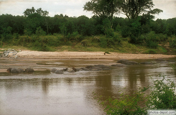 photo d'hippopotames Keekoarok lodge