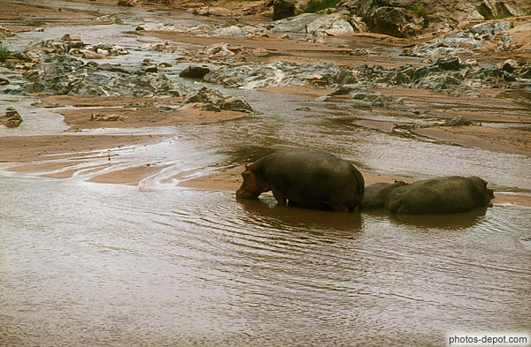 photo d'hippopotames