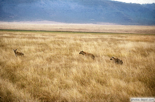 photo de famille de hyenes, Gorongoro Krater