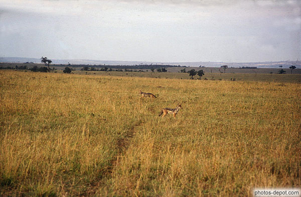 photo de chiens de prairie masai mara