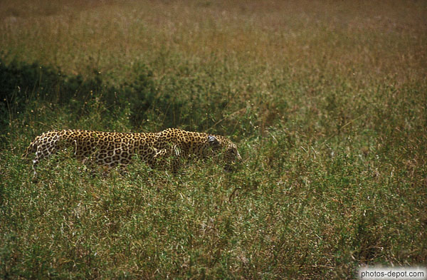 photo de Leopard, Serengeti