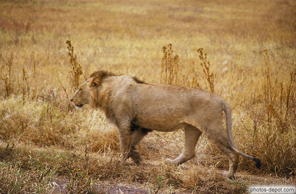 photo de lion à Gorongoro krater
