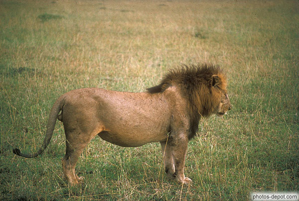photo de lion masai mara