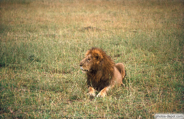 photo de lion masai marek