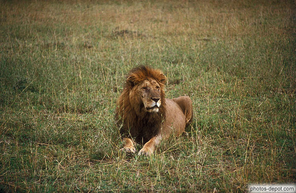 photo de Lion, Masai Mara