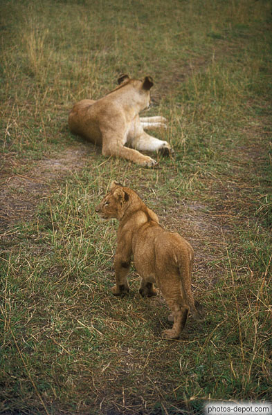 photo de lionnes, Masai Mara