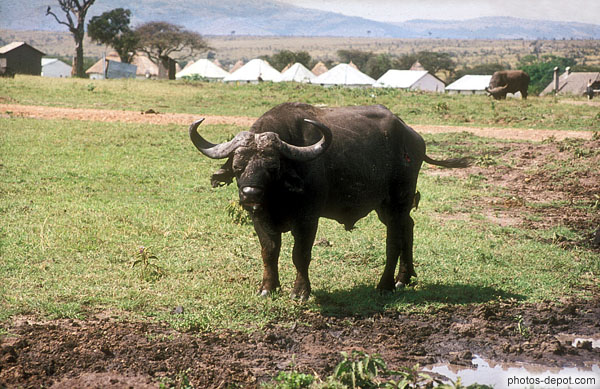 photo de Buffle, masai mara