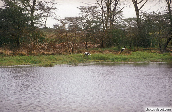 photo de bords du lac à serengeti