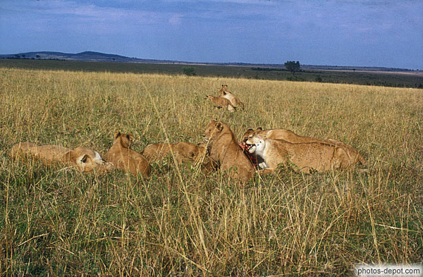 photo de repas de lionnes masai mara