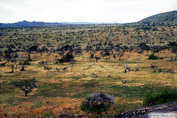 photo de Serengeti, près habo-lodge