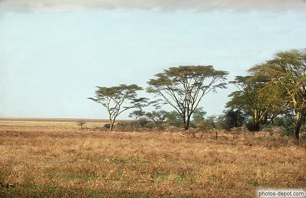 photo de Serengeti