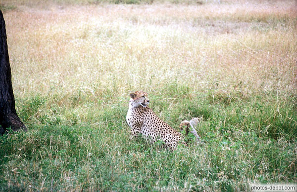 photo de Guépard, Serengeti
