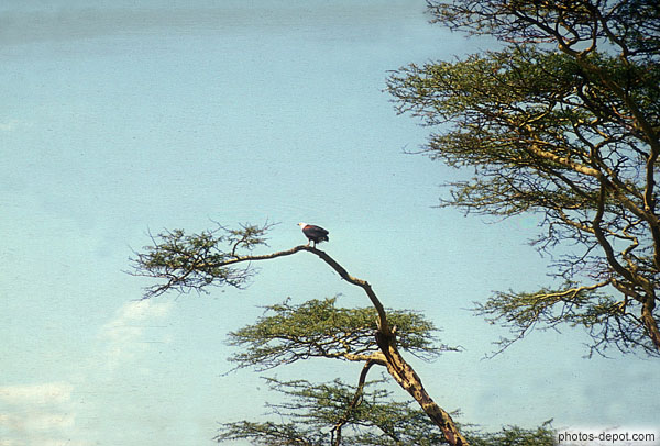 photo d'Aigle, Serengeti
