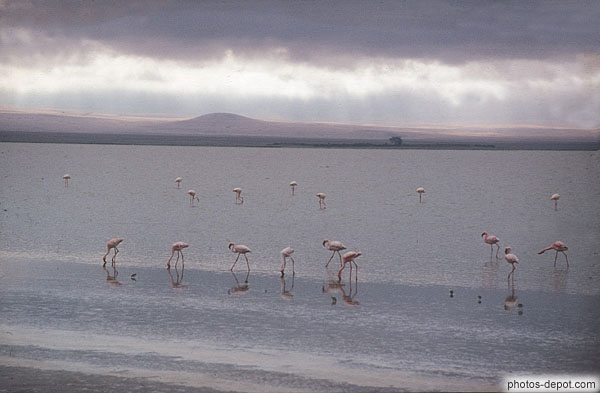 photo de flamands rose flamingos