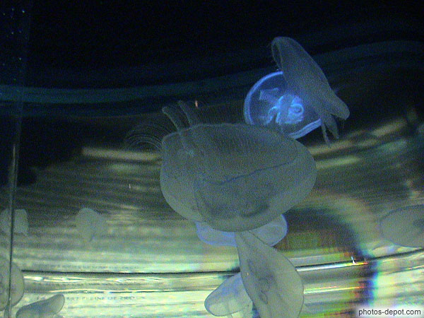 photo de méduses dans un aquarium