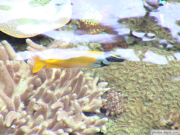 photo de poisson jaune sous la surface