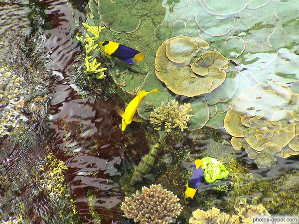 photo de poissons tropicaux sous la surface
