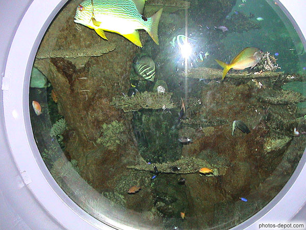 photo de poissons devant la vitre de l'aquarium