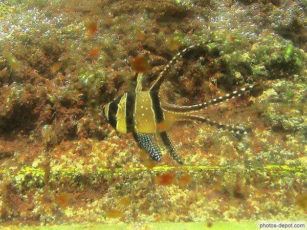 photo de poisson tropical aux longues nageoires