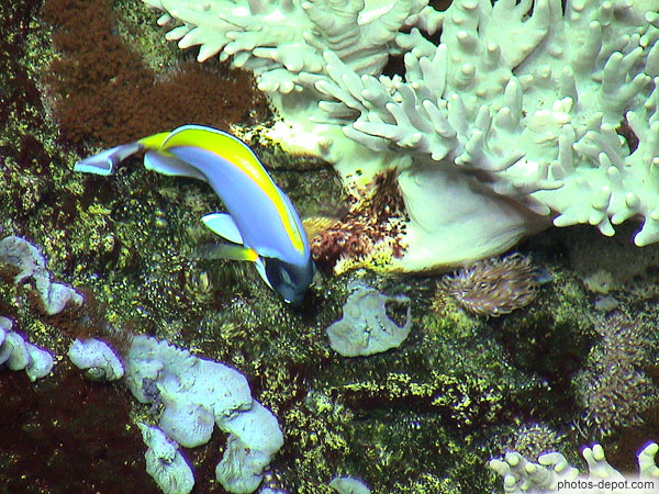 photo de poisson entre les coraux