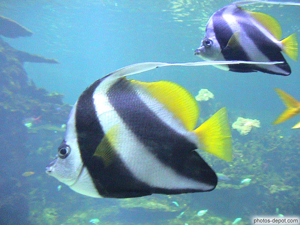 photo de poissons tropicaux rayés