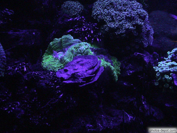 photo de coraux phosphorescents