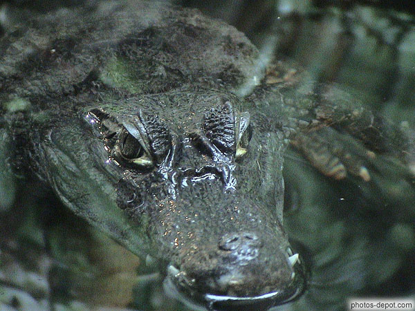 photo de tête d'alligator sur l'eau