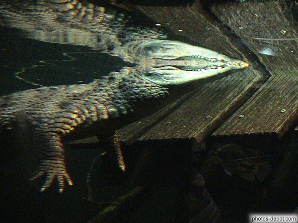 photo de vue d'alligator sous l'eau